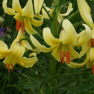 Lilium monodelphum var. szovitsianum  @North-east Turkey